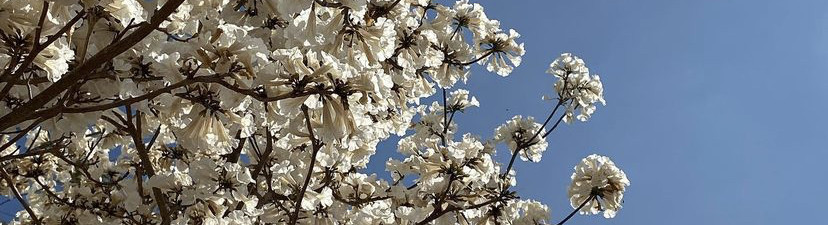 Liz Marjorie Batista de Freitas Leite